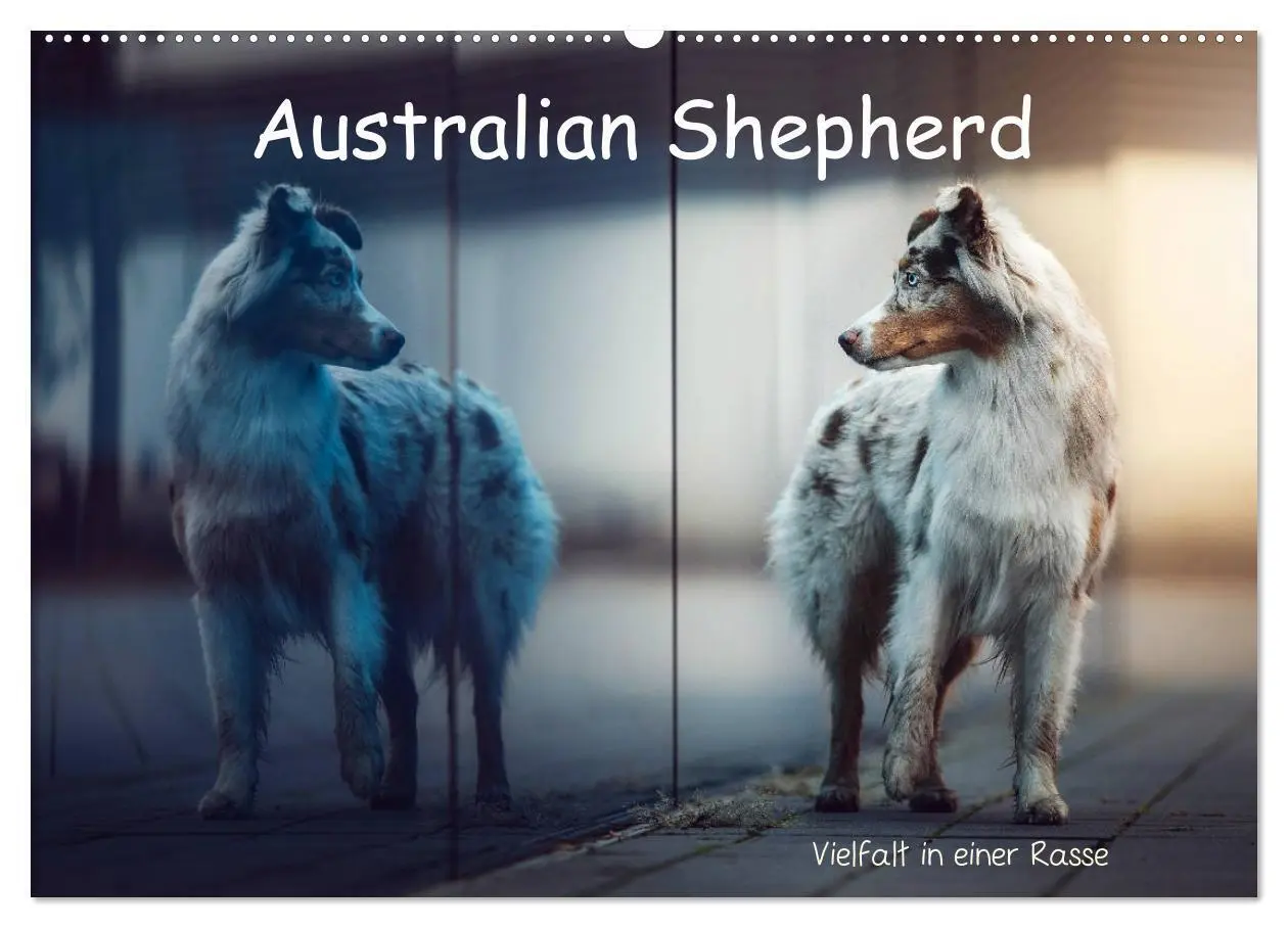 Cover: 9783457793442 | Australian Shepherd - Vielfalt in einer Rasse (Wandkalender 2026...