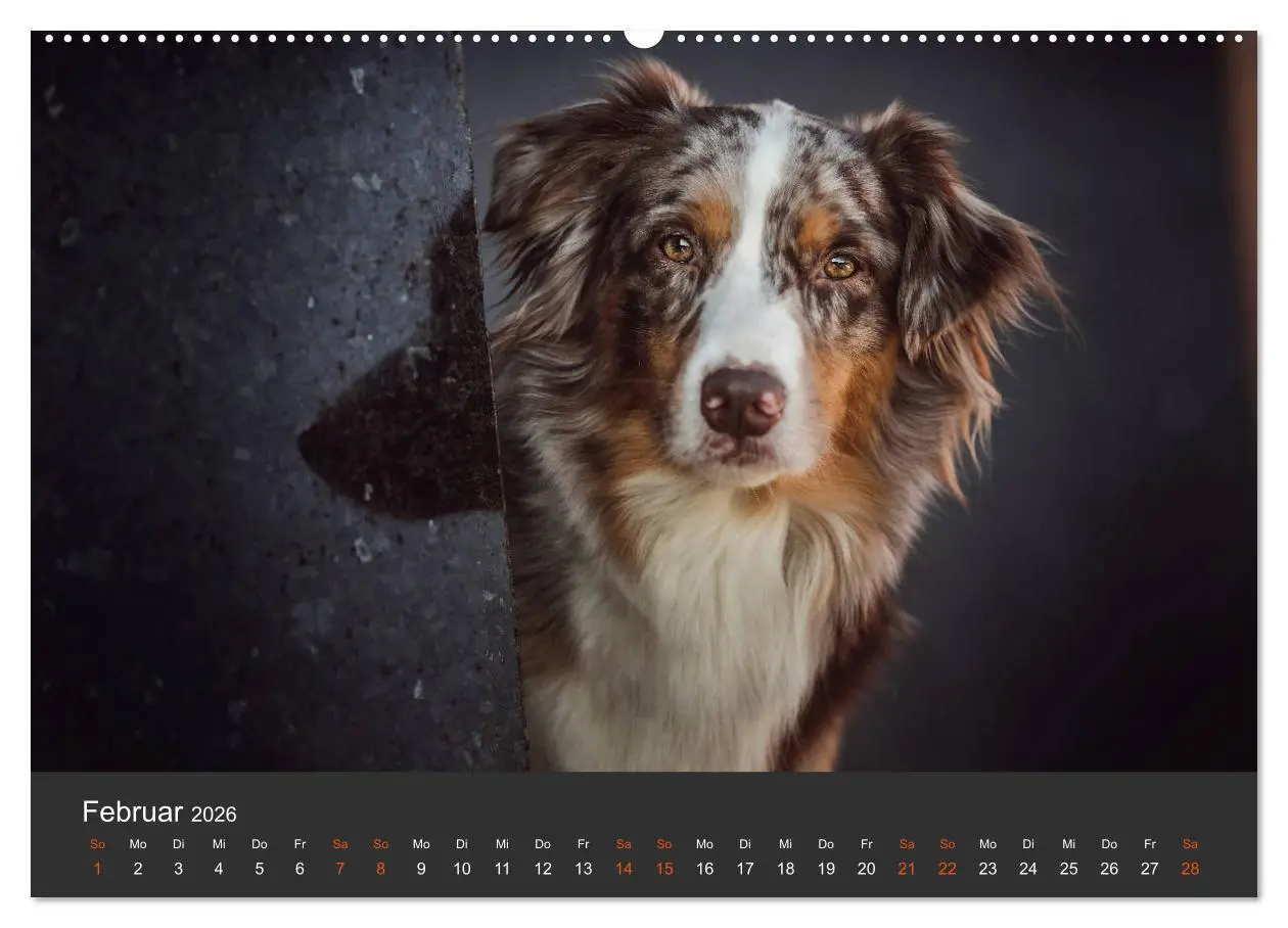 Bild: 9783457793442 | Australian Shepherd - Vielfalt in einer Rasse (Wandkalender 2026...