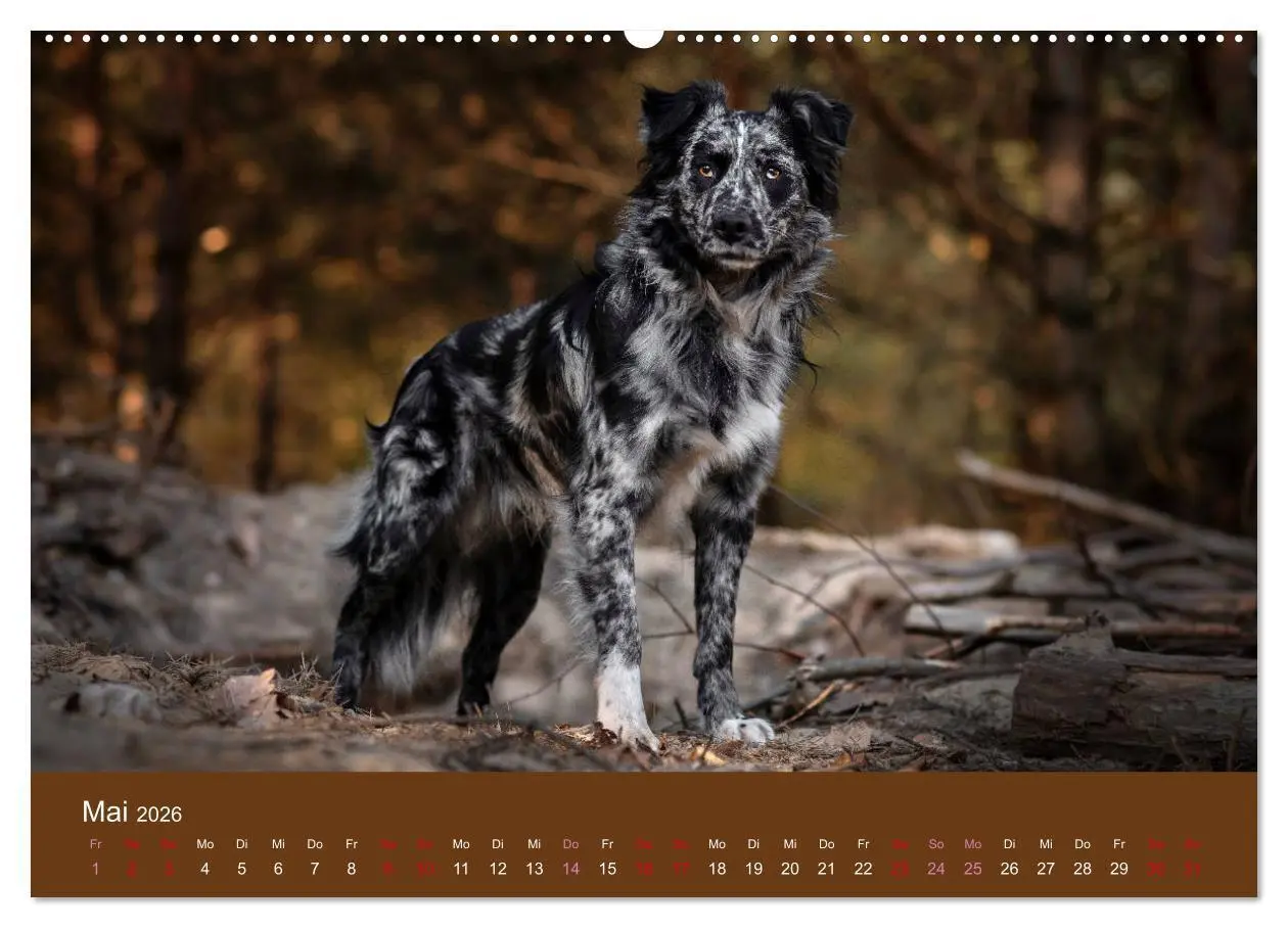 Bild: 9783457793442 | Australian Shepherd - Vielfalt in einer Rasse (Wandkalender 2026...