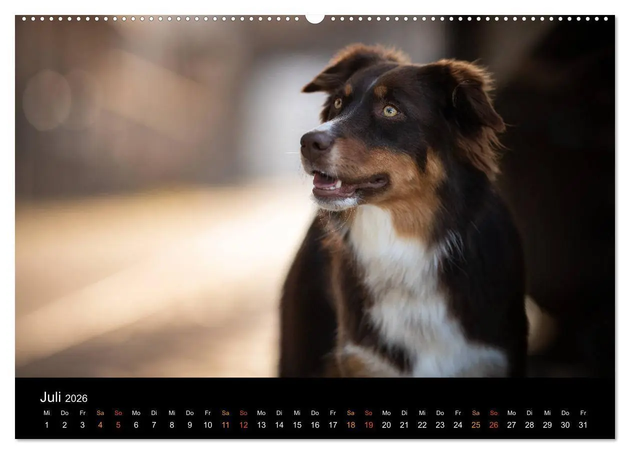 Bild: 9783457793442 | Australian Shepherd - Vielfalt in einer Rasse (Wandkalender 2026...