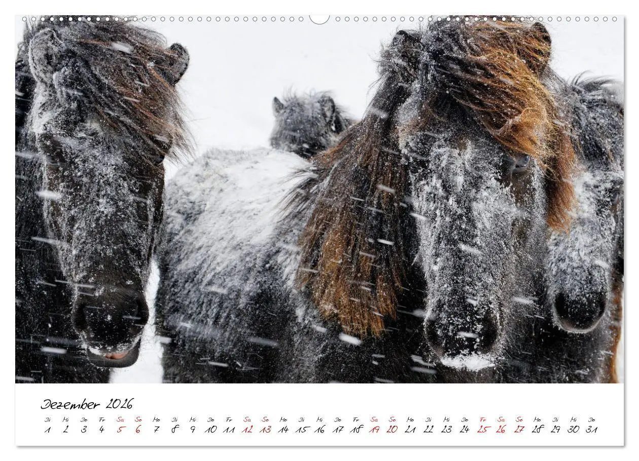 Bild: 9783457923542 | Islandpferde take it Isi (Wandkalender 2026 DIN A2 quer), CALVENDO...