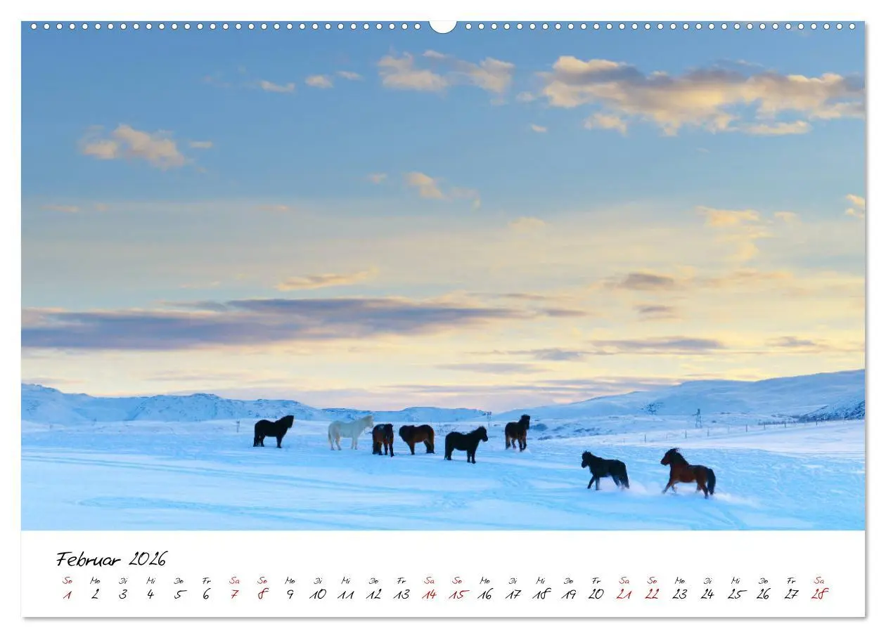 Bild: 9783457923542 | Islandpferde take it Isi (Wandkalender 2026 DIN A2 quer), CALVENDO...