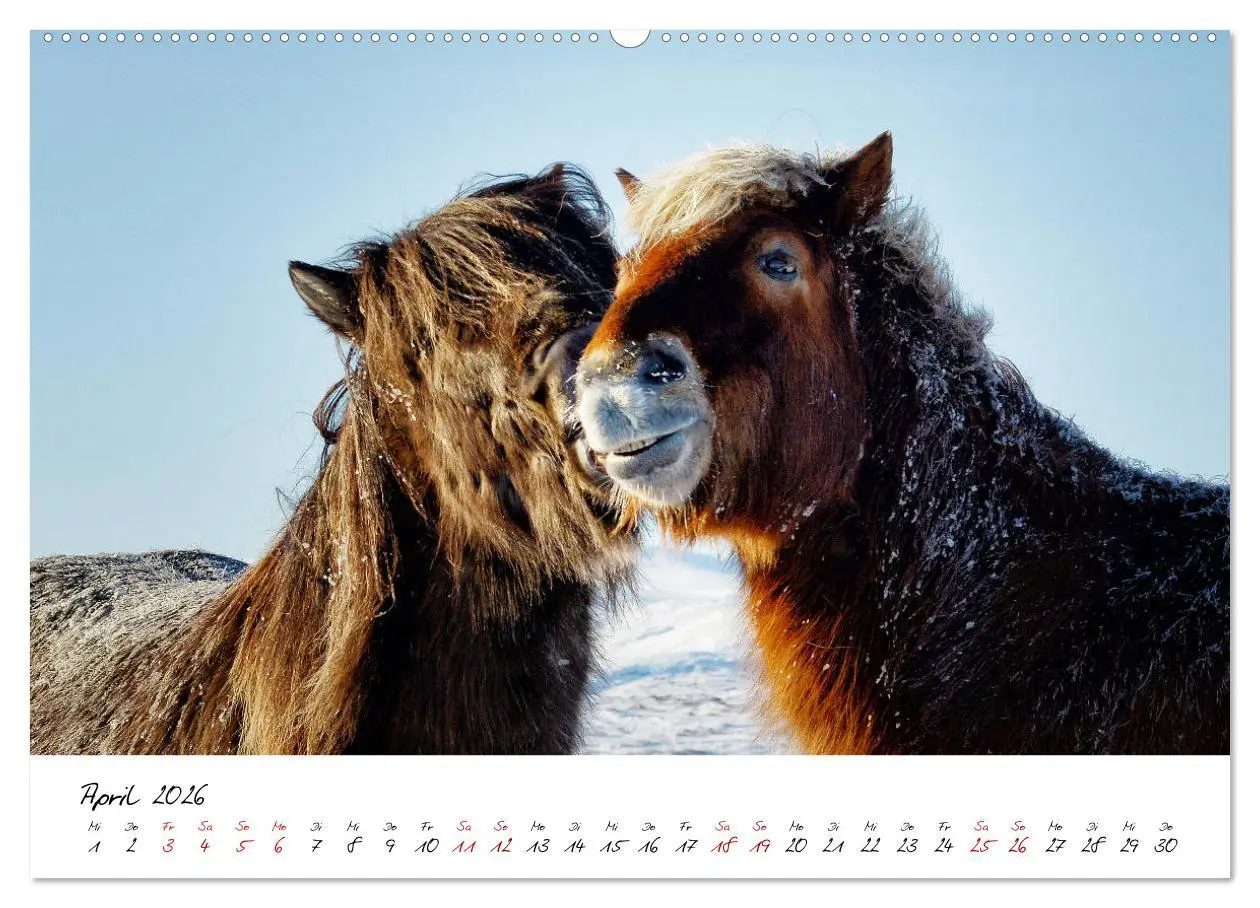 Bild: 9783457923542 | Islandpferde take it Isi (Wandkalender 2026 DIN A2 quer), CALVENDO...