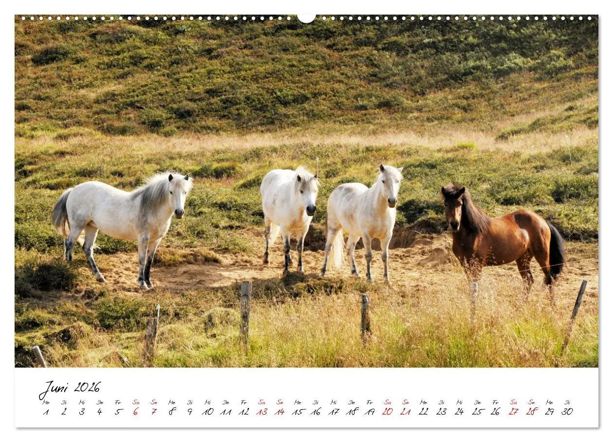 Bild: 9783457923542 | Islandpferde take it Isi (Wandkalender 2026 DIN A2 quer), CALVENDO...