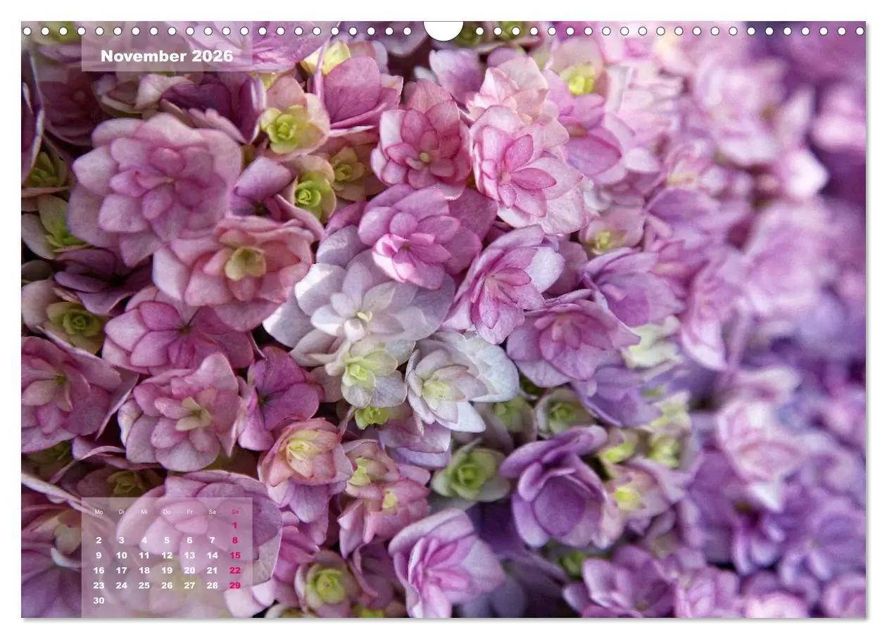 Bild: 9783516093742 | Himmlische Hortensien (Wandkalender 2026 DIN A3 quer), CALVENDO...