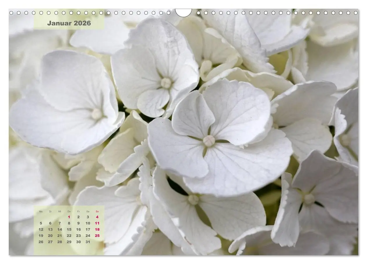 Bild: 9783516093742 | Himmlische Hortensien (Wandkalender 2026 DIN A3 quer), CALVENDO...