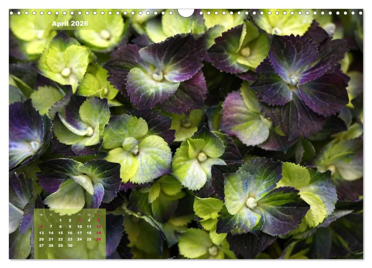 Bild: 9783516093742 | Himmlische Hortensien (Wandkalender 2026 DIN A3 quer), CALVENDO...