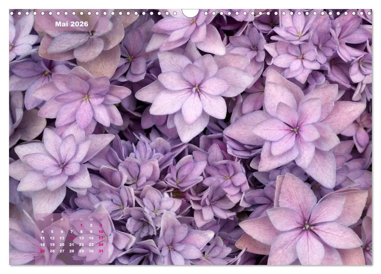 Bild: 9783516093742 | Himmlische Hortensien (Wandkalender 2026 DIN A3 quer), CALVENDO...