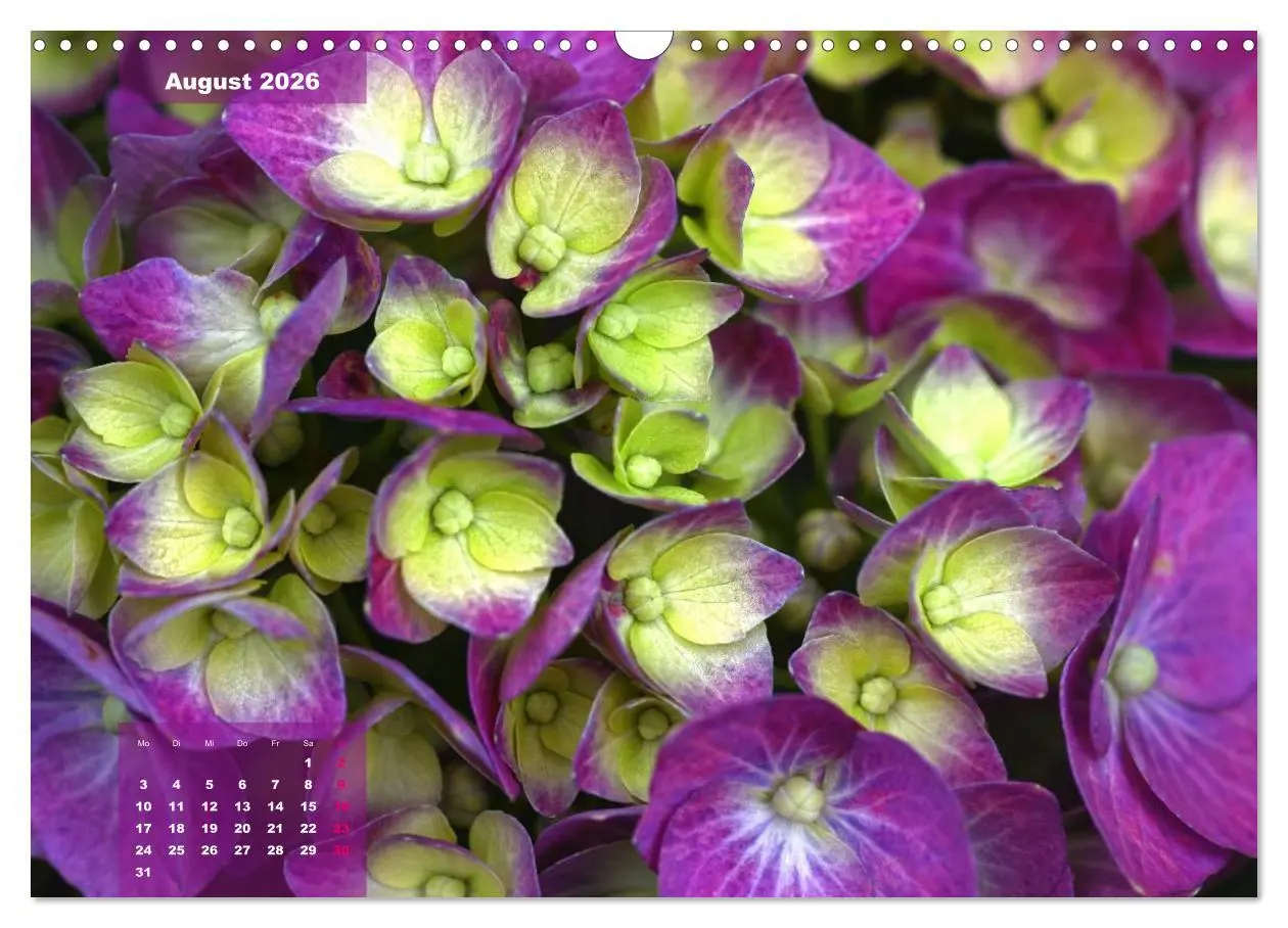 Bild: 9783516093742 | Himmlische Hortensien (Wandkalender 2026 DIN A3 quer), CALVENDO...