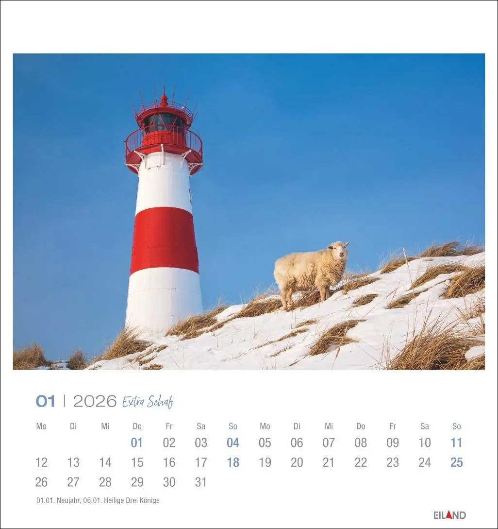 Bild: 9783964023742 | Extra Schaf Postkartenkalender 2026 | Eiland | Kalender | 13 S. | 2026