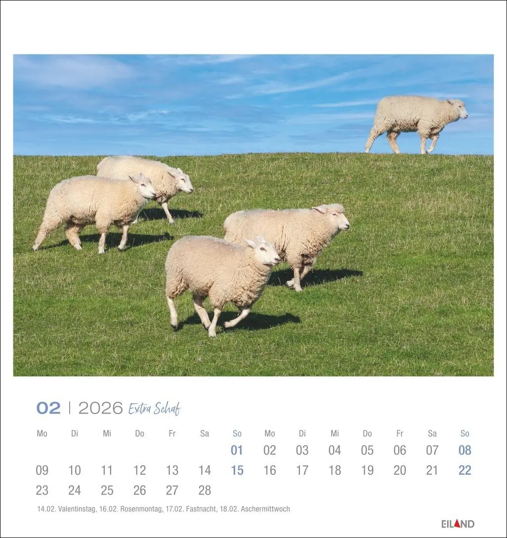 Bild: 9783964023742 | Extra Schaf Postkartenkalender 2026 | Eiland | Kalender | 13 S. | 2026