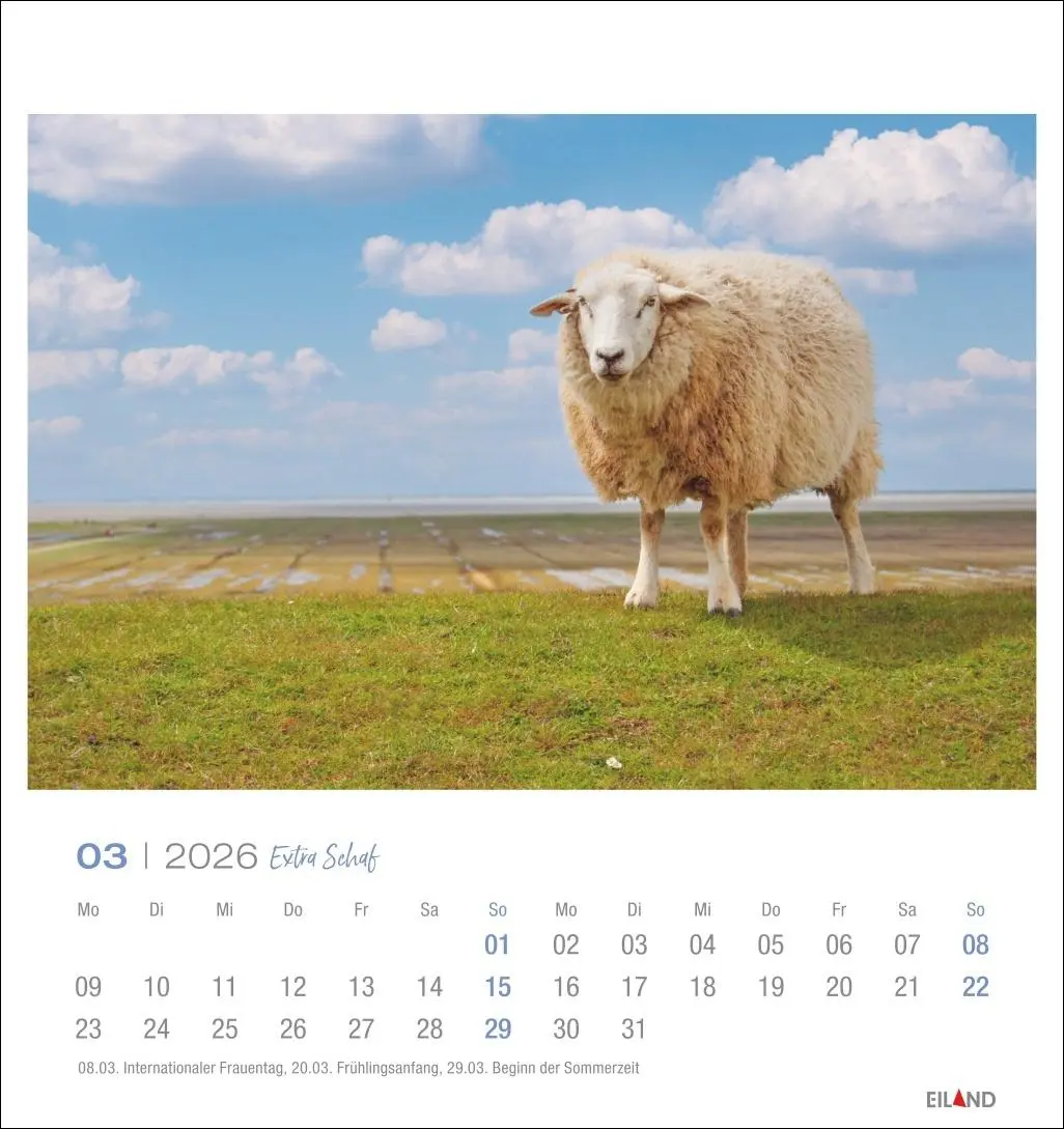 Bild: 9783964023742 | Extra Schaf Postkartenkalender 2026 | Eiland | Kalender | 13 S. | 2026