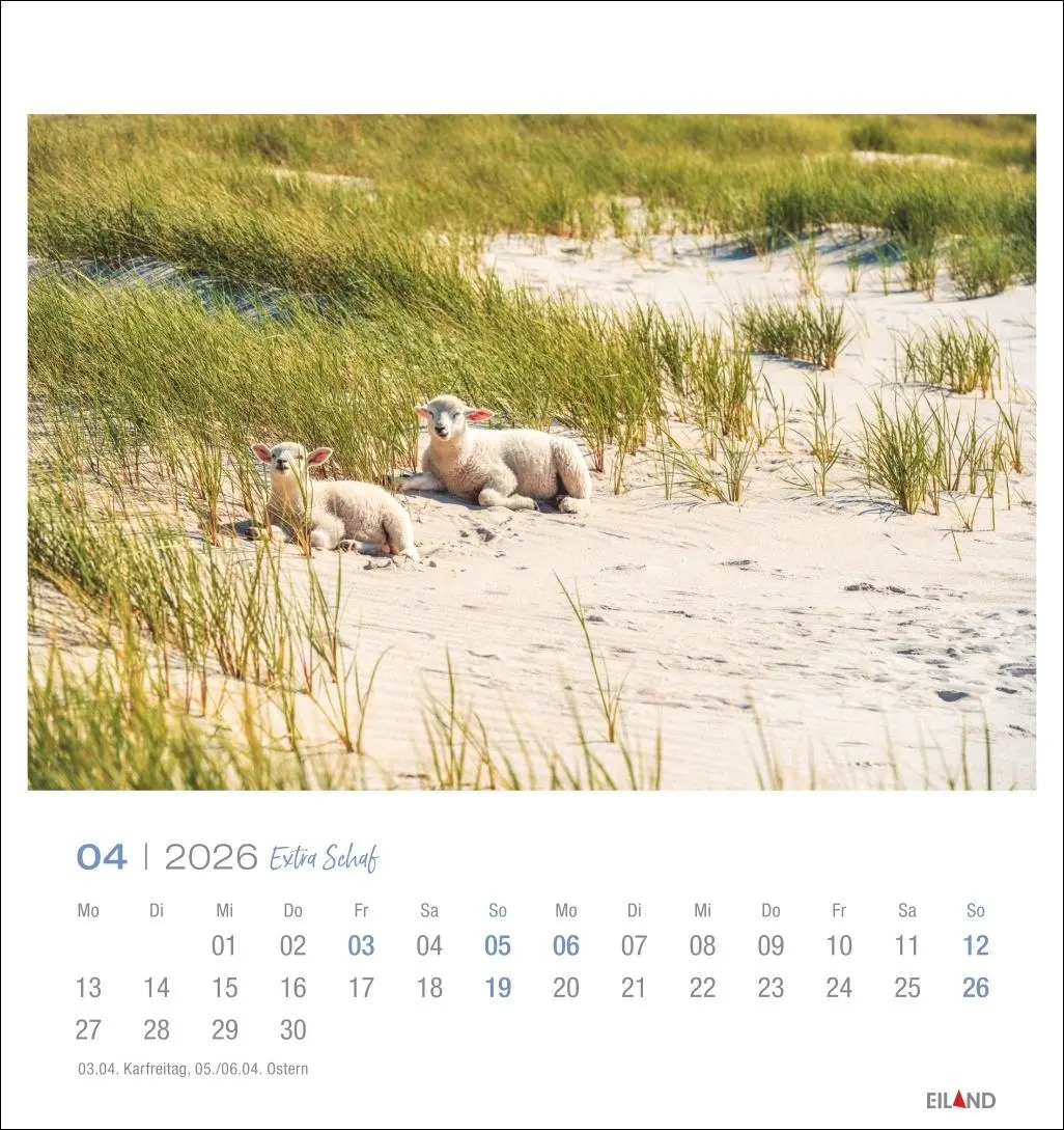 Bild: 9783964023742 | Extra Schaf Postkartenkalender 2026 | Eiland | Kalender | 13 S. | 2026