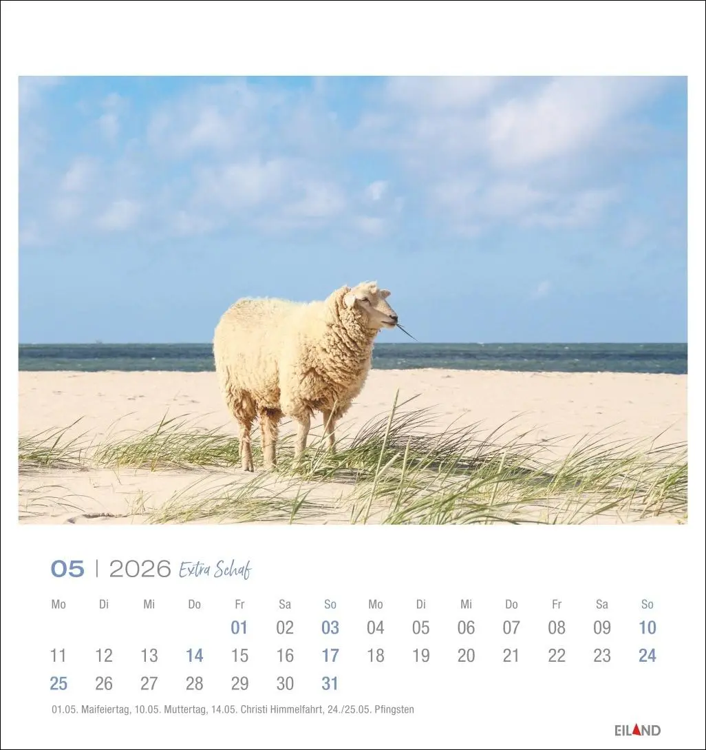 Bild: 9783964023742 | Extra Schaf Postkartenkalender 2026 | Eiland | Kalender | 13 S. | 2026