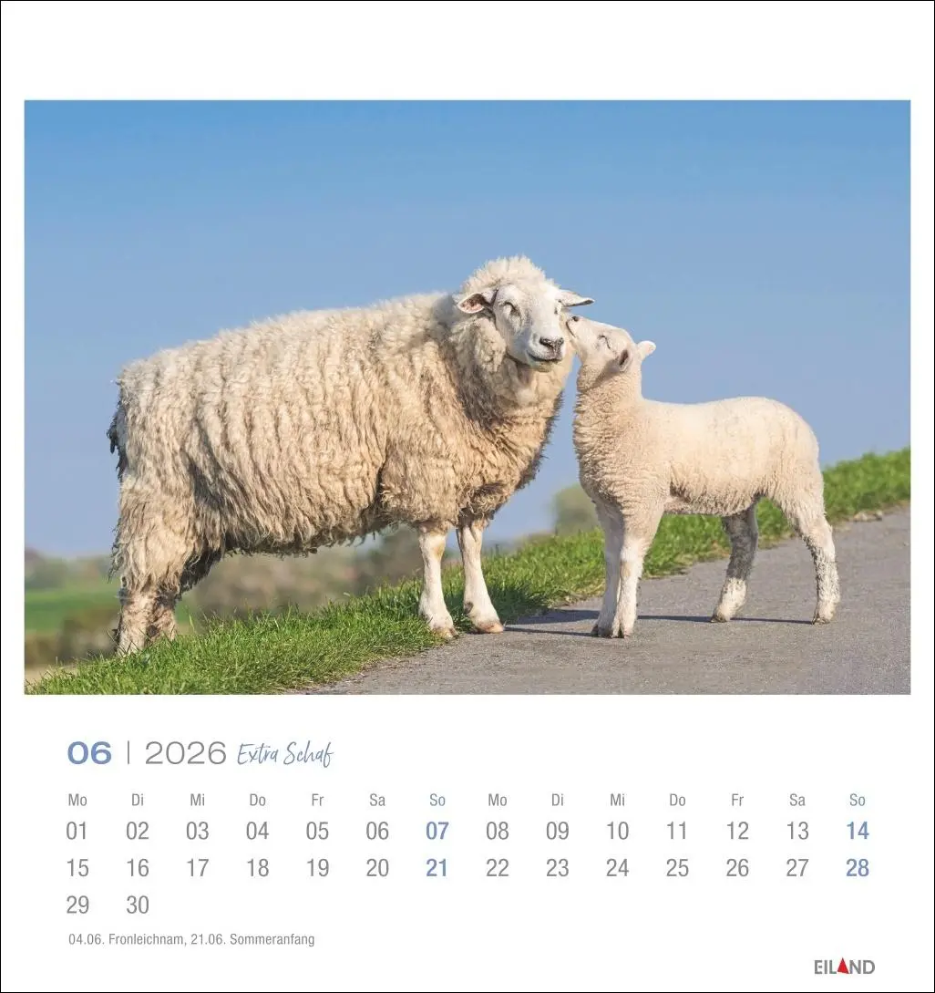 Bild: 9783964023742 | Extra Schaf Postkartenkalender 2026 | Eiland | Kalender | 13 S. | 2026