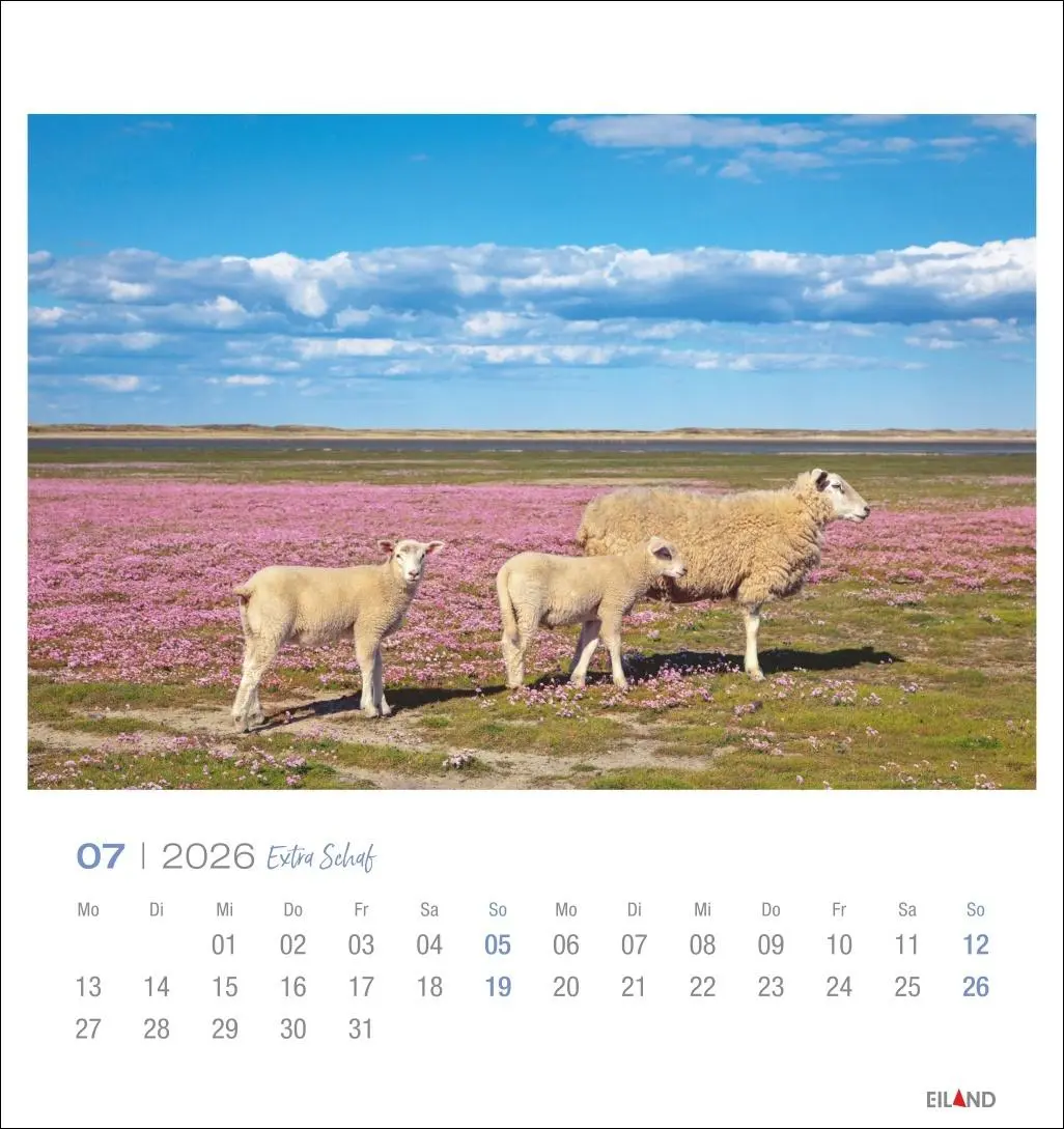 Bild: 9783964023742 | Extra Schaf Postkartenkalender 2026 | Eiland | Kalender | 13 S. | 2026