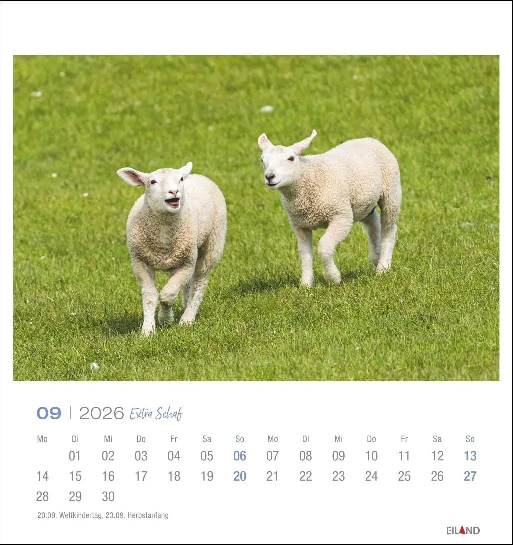 Bild: 9783964023742 | Extra Schaf Postkartenkalender 2026 | Eiland | Kalender | 13 S. | 2026