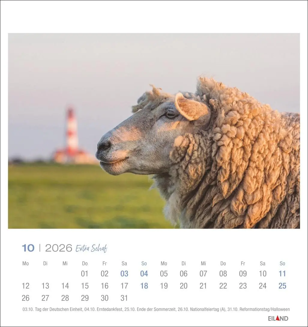 Bild: 9783964023742 | Extra Schaf Postkartenkalender 2026 | Eiland | Kalender | 13 S. | 2026