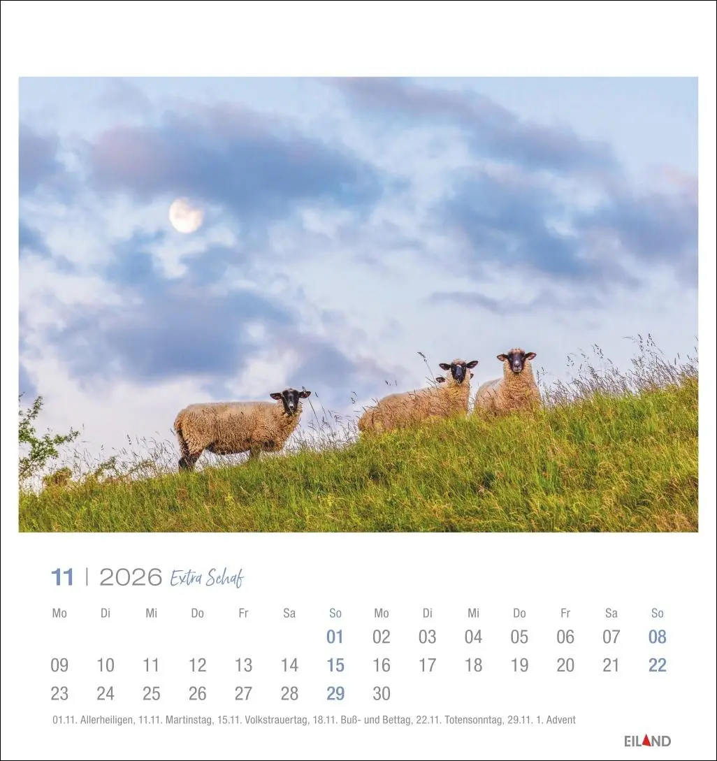 Bild: 9783964023742 | Extra Schaf Postkartenkalender 2026 | Eiland | Kalender | 13 S. | 2026