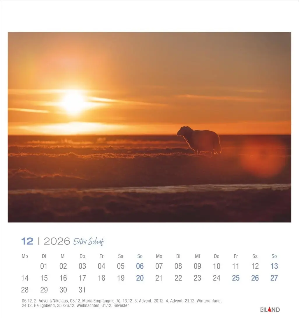 Bild: 9783964023742 | Extra Schaf Postkartenkalender 2026 | Eiland | Kalender | 13 S. | 2026