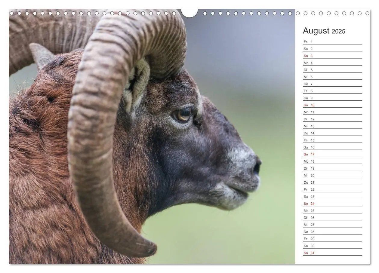 Bild: 9783435544042 | Emotionale Momente: Muffelwild. (Wandkalender 2025 DIN A3 quer),...