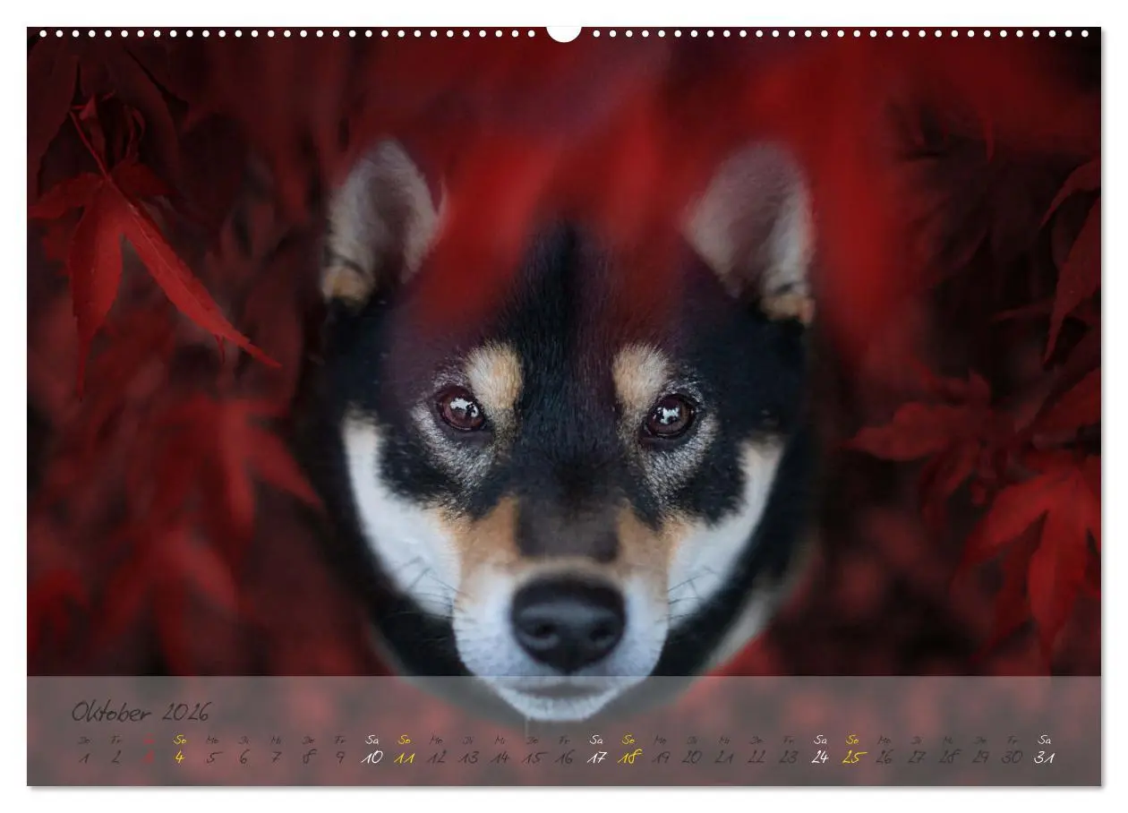 Bild: 9783457634042 | Shiba Inu - mutig, treu, selbstbewusst (Wandkalender 2026 DIN A2...