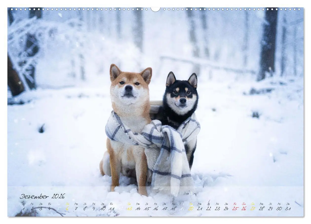 Bild: 9783457634042 | Shiba Inu - mutig, treu, selbstbewusst (Wandkalender 2026 DIN A2...