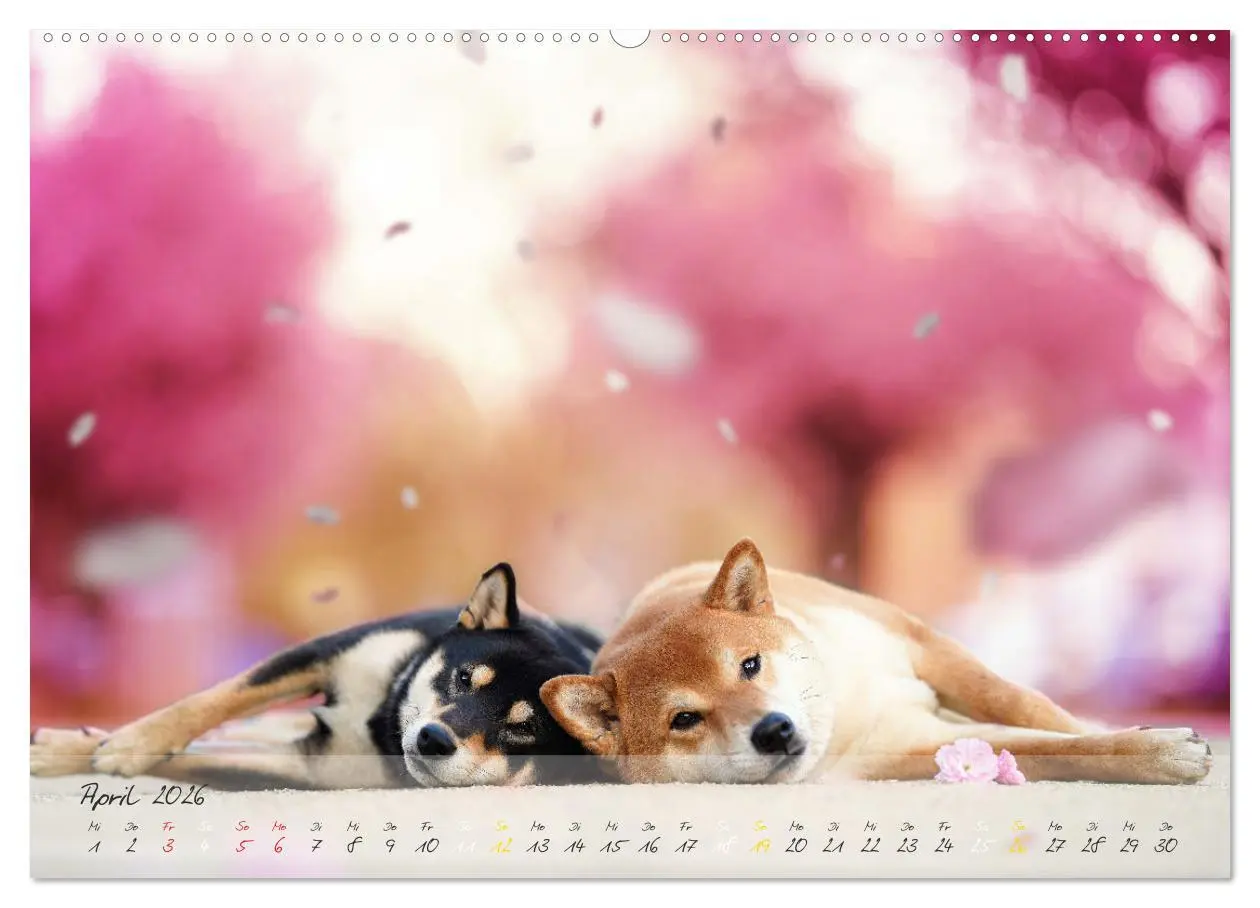 Bild: 9783457634042 | Shiba Inu - mutig, treu, selbstbewusst (Wandkalender 2026 DIN A2...