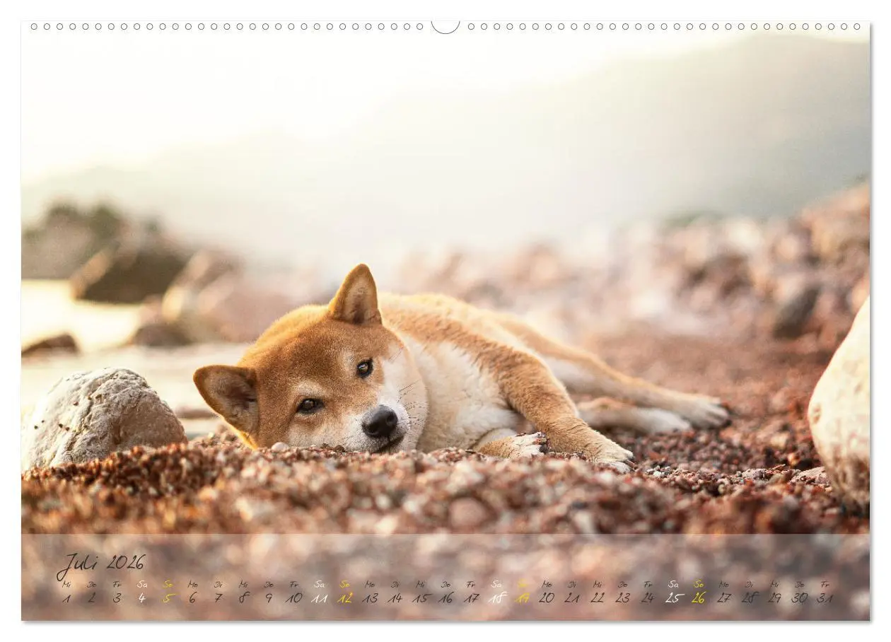 Bild: 9783457634042 | Shiba Inu - mutig, treu, selbstbewusst (Wandkalender 2026 DIN A2...
