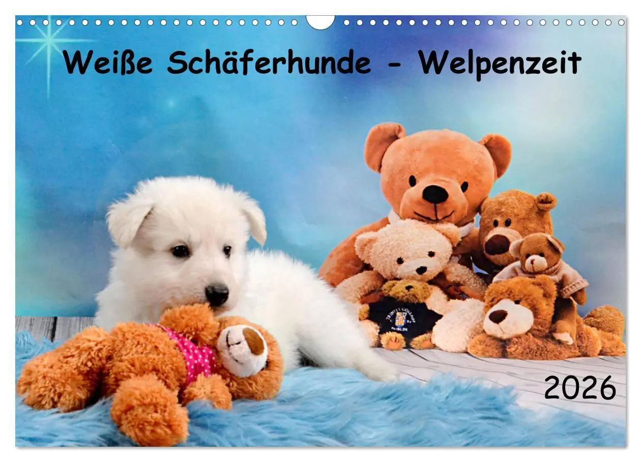 Cover: 9783457624142 | Weiße Schäferhunde - Welpenzeit (Wandkalender 2026 DIN A3 quer),...