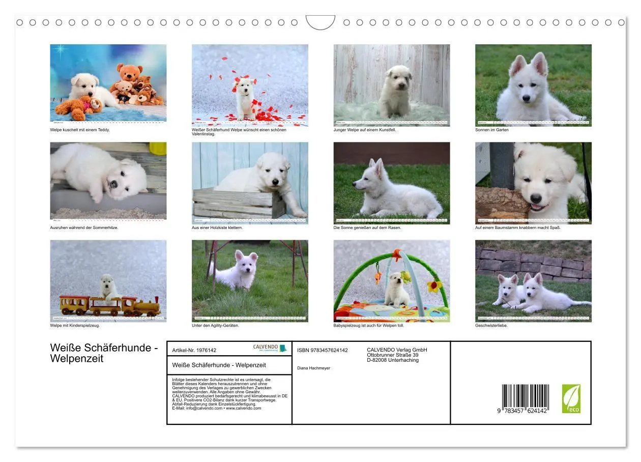 Bild: 9783457624142 | Weiße Schäferhunde - Welpenzeit (Wandkalender 2026 DIN A3 quer),...