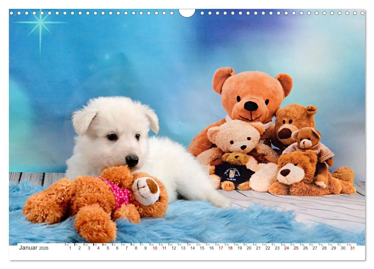 Bild: 9783457624142 | Weiße Schäferhunde - Welpenzeit (Wandkalender 2026 DIN A3 quer),...