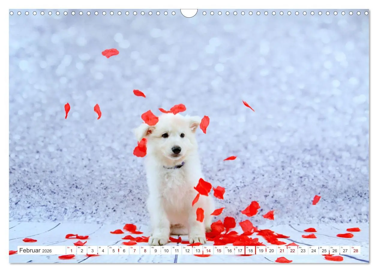 Bild: 9783457624142 | Weiße Schäferhunde - Welpenzeit (Wandkalender 2026 DIN A3 quer),...