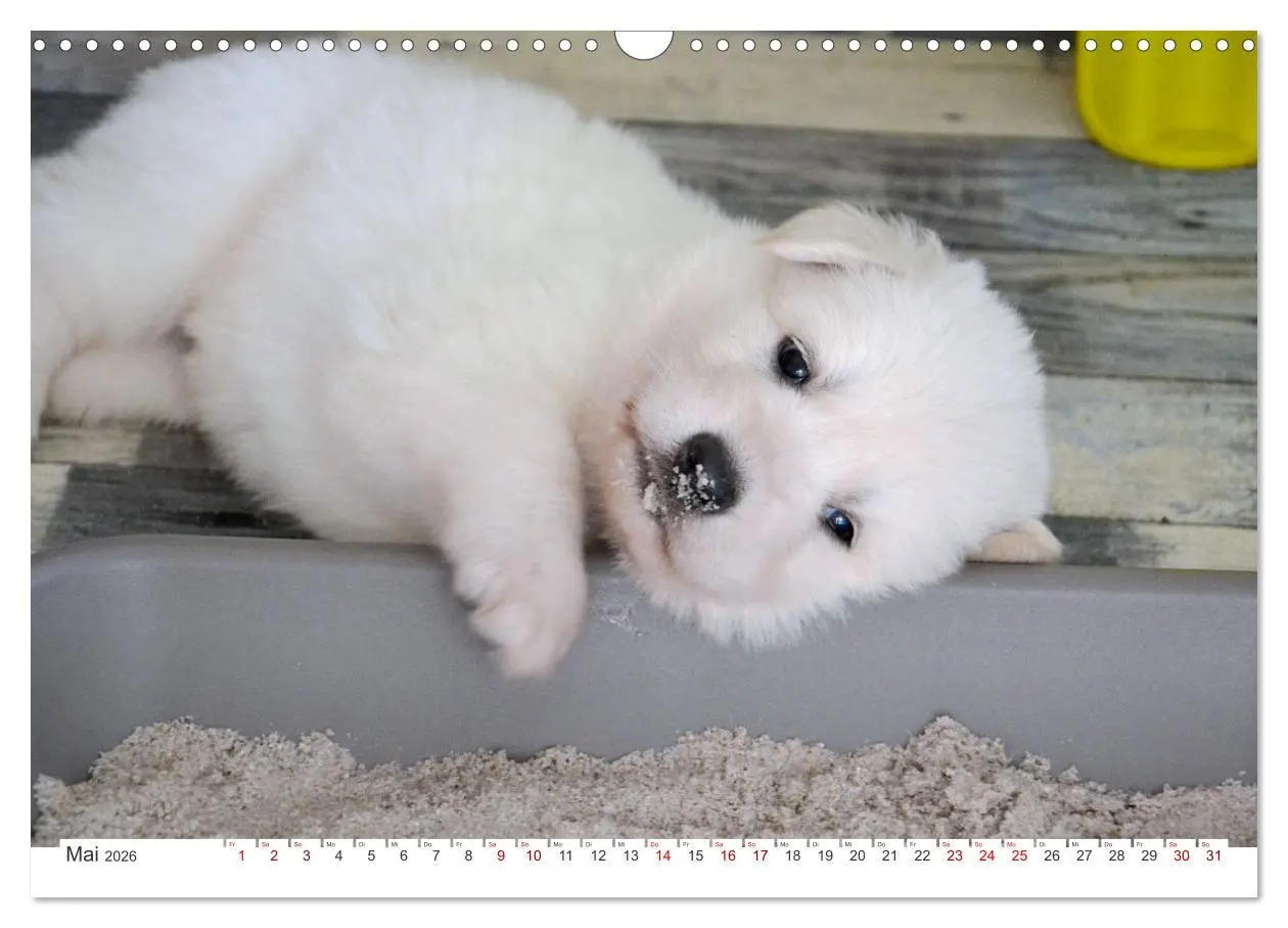 Bild: 9783457624142 | Weiße Schäferhunde - Welpenzeit (Wandkalender 2026 DIN A3 quer),...