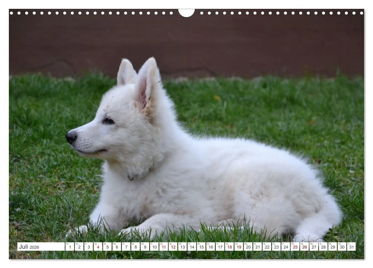 Bild: 9783457624142 | Weiße Schäferhunde - Welpenzeit (Wandkalender 2026 DIN A3 quer),...