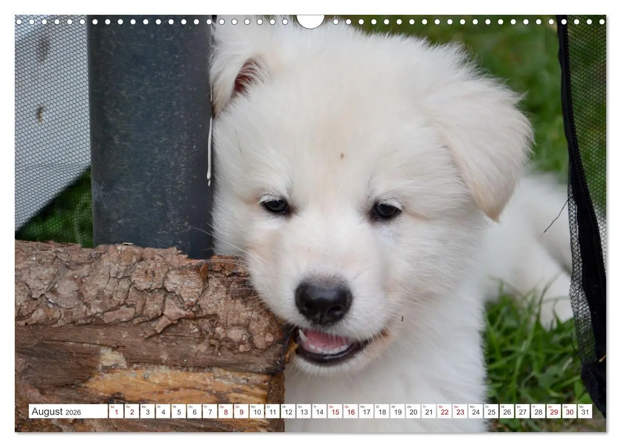 Bild: 9783457624142 | Weiße Schäferhunde - Welpenzeit (Wandkalender 2026 DIN A3 quer),...