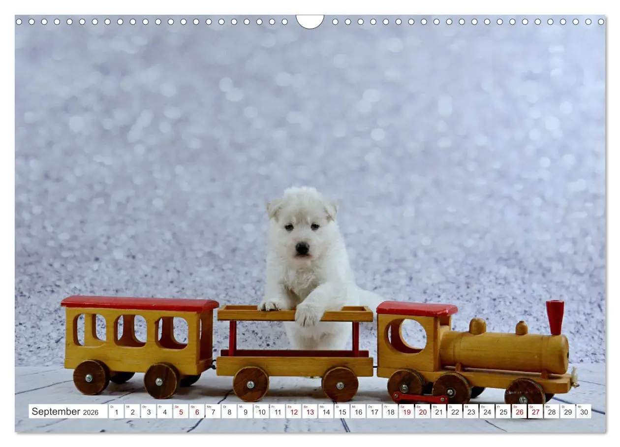 Bild: 9783457624142 | Weiße Schäferhunde - Welpenzeit (Wandkalender 2026 DIN A3 quer),...