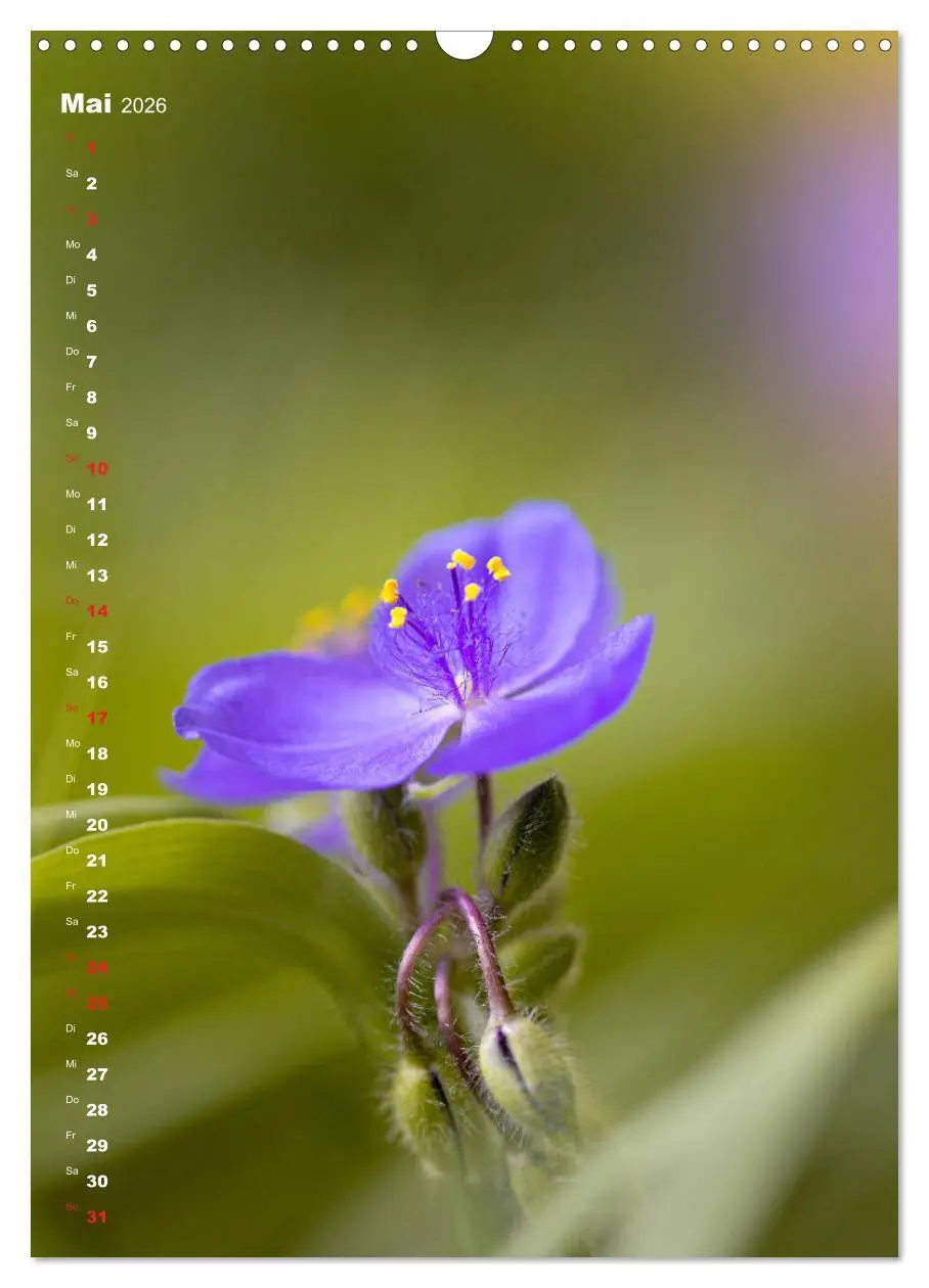 Bild: 9783516404142 | Colors of Nature (Wandkalender 2026 DIN A3 hoch), CALVENDO...