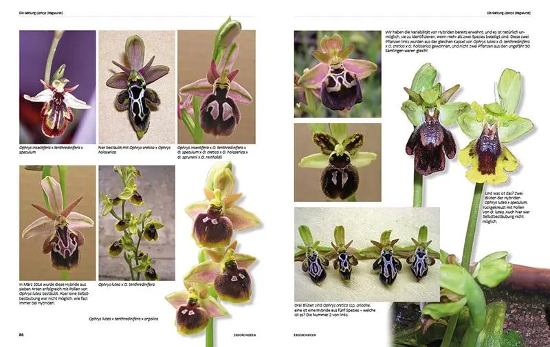 Bild: 9783866594142 | Erdorchideen | Naturschutz und Kultur im Garten | Malmgren (u. a.)
