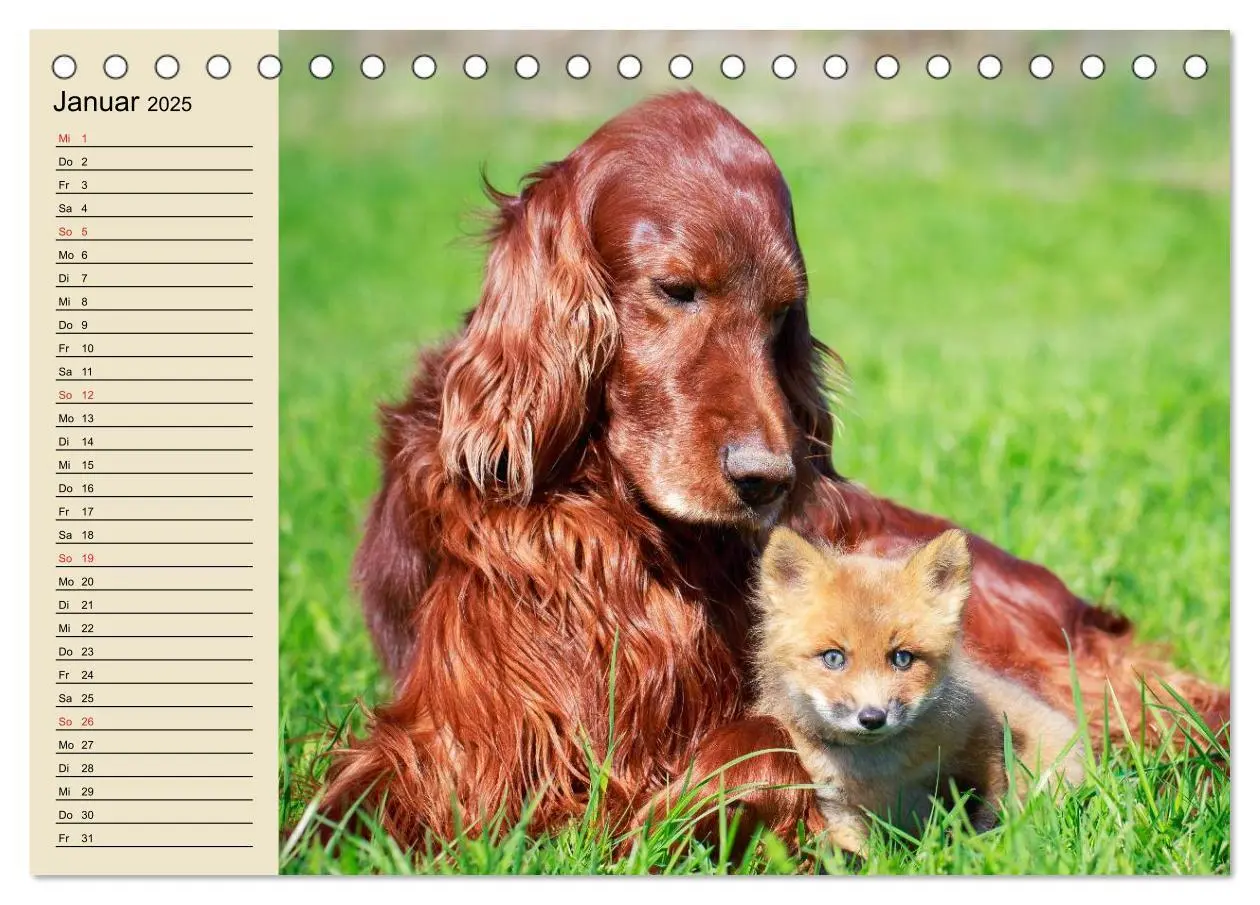 Bild: 9783435514342 | Beste Freunde. Bezaubernde Tierfreundschaften (Tischkalender 2025...