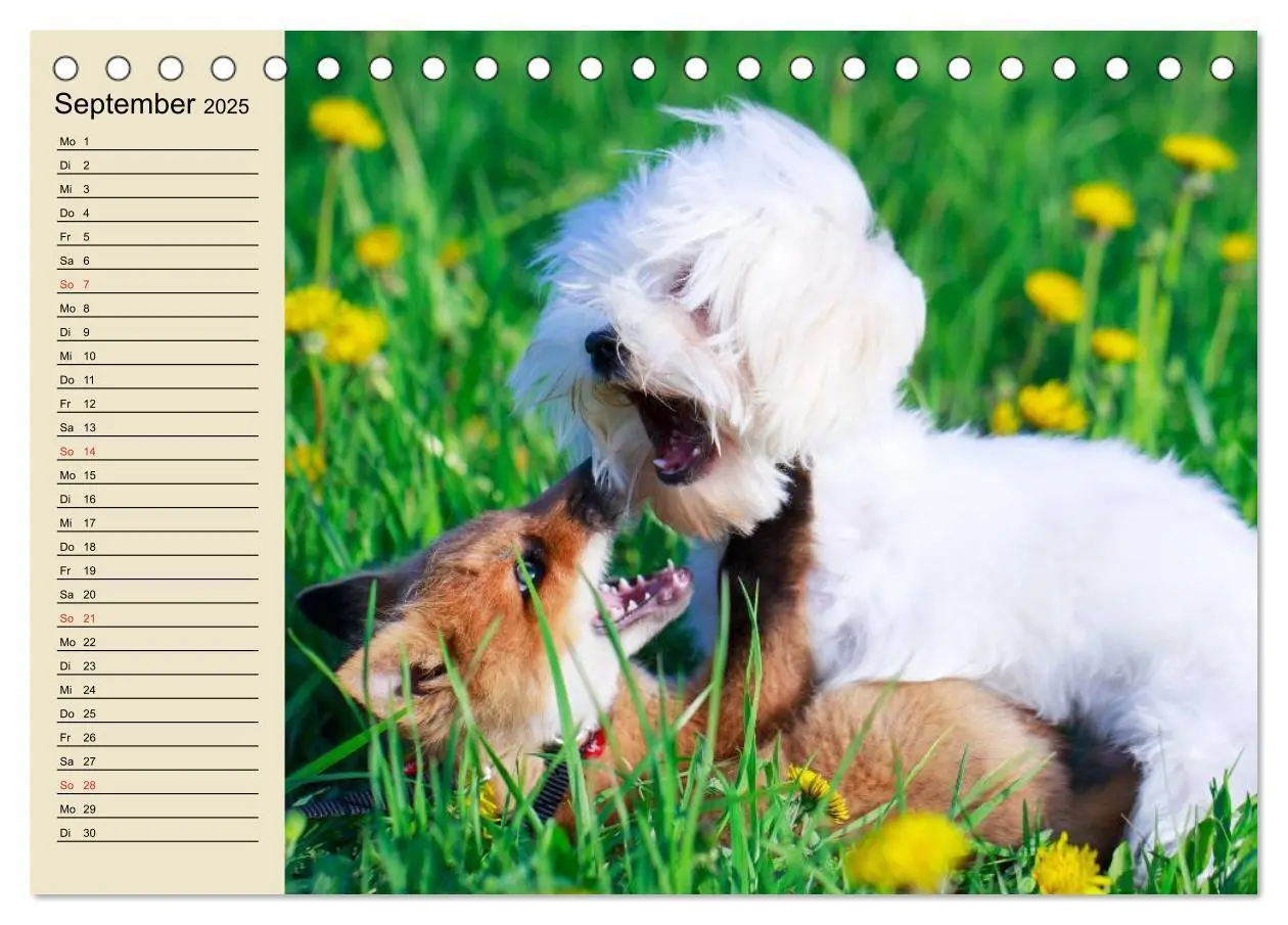Bild: 9783435514342 | Beste Freunde. Bezaubernde Tierfreundschaften (Tischkalender 2025...