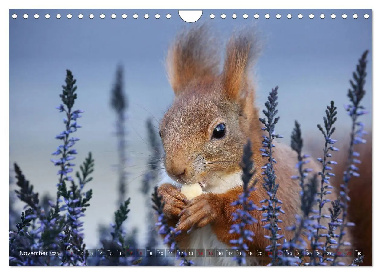 Bild: 9783457844342 | Eichhörnchen Luna und ihre Kinder (Wandkalender 2026 DIN A4 quer),...