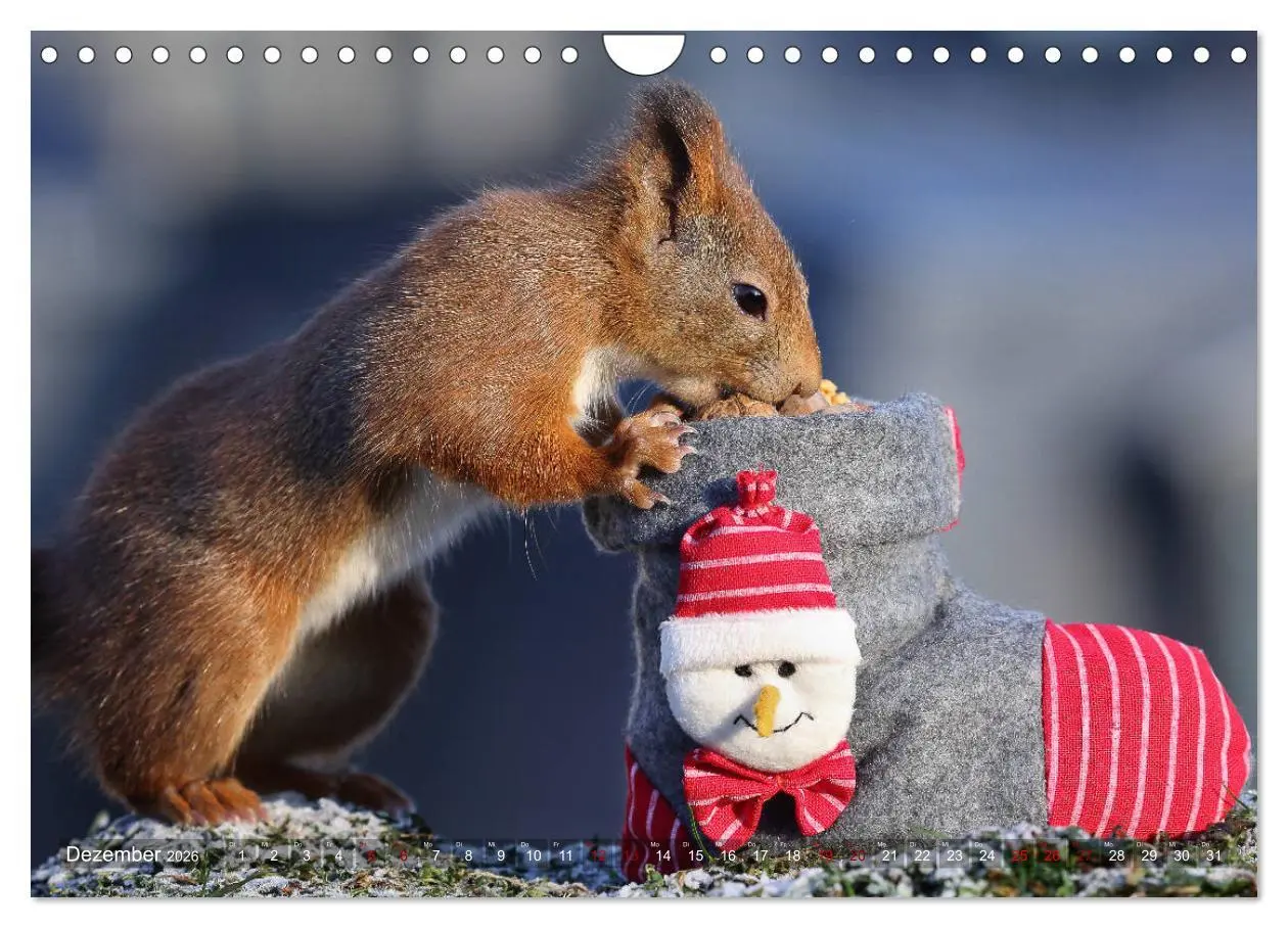 Bild: 9783457844342 | Eichhörnchen Luna und ihre Kinder (Wandkalender 2026 DIN A4 quer),...