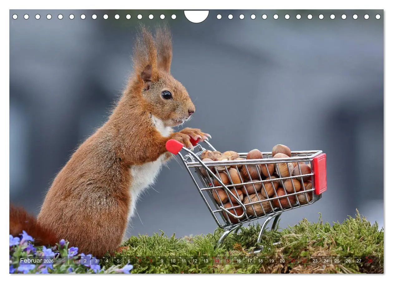 Bild: 9783457844342 | Eichhörnchen Luna und ihre Kinder (Wandkalender 2026 DIN A4 quer),...