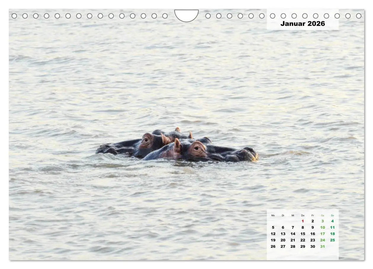 Bild: 9783457834442 | Nilpferde, Kolosse im Wasser (Wandkalender 2026 DIN A4 quer),...