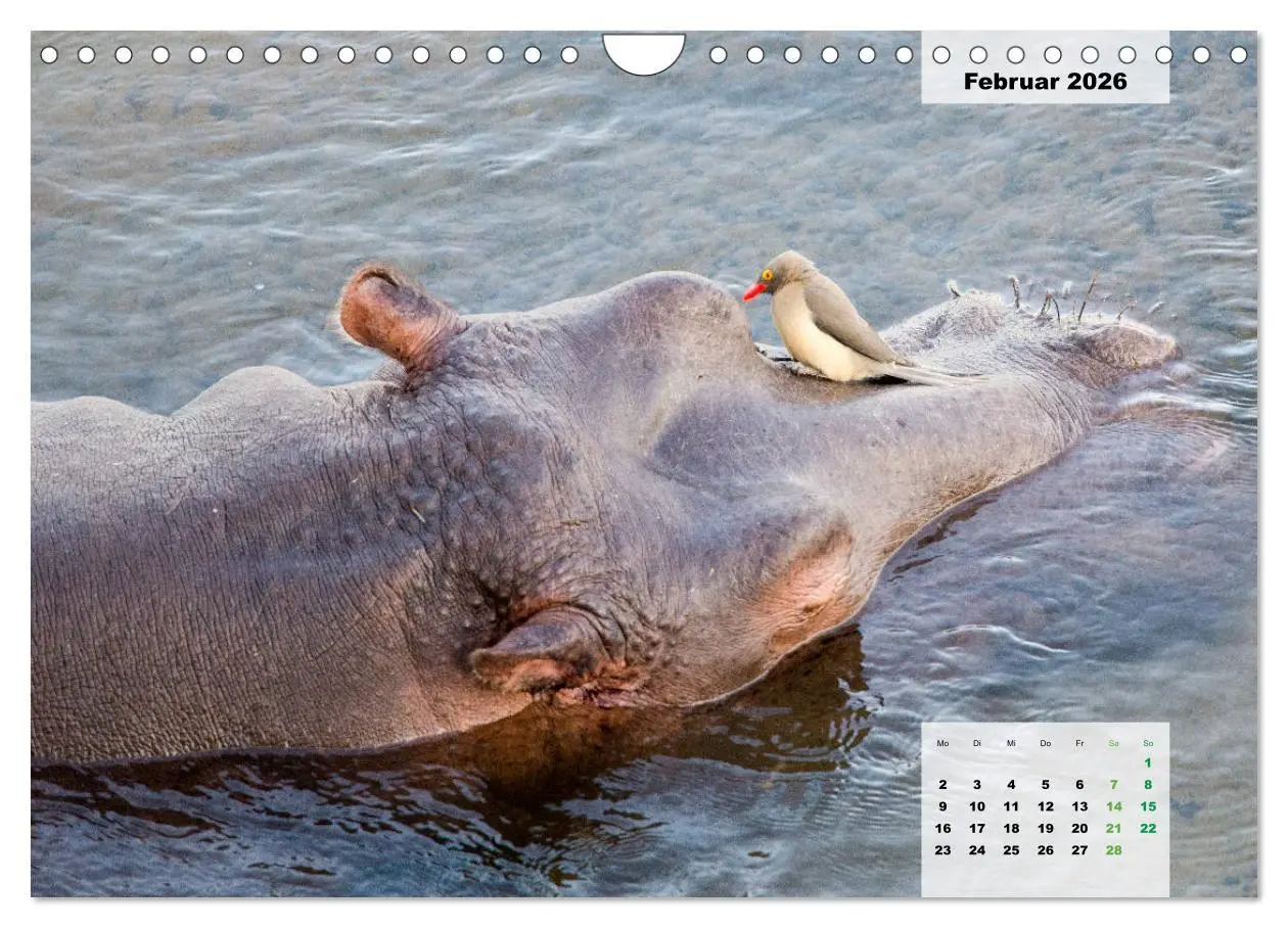 Bild: 9783457834442 | Nilpferde, Kolosse im Wasser (Wandkalender 2026 DIN A4 quer),...