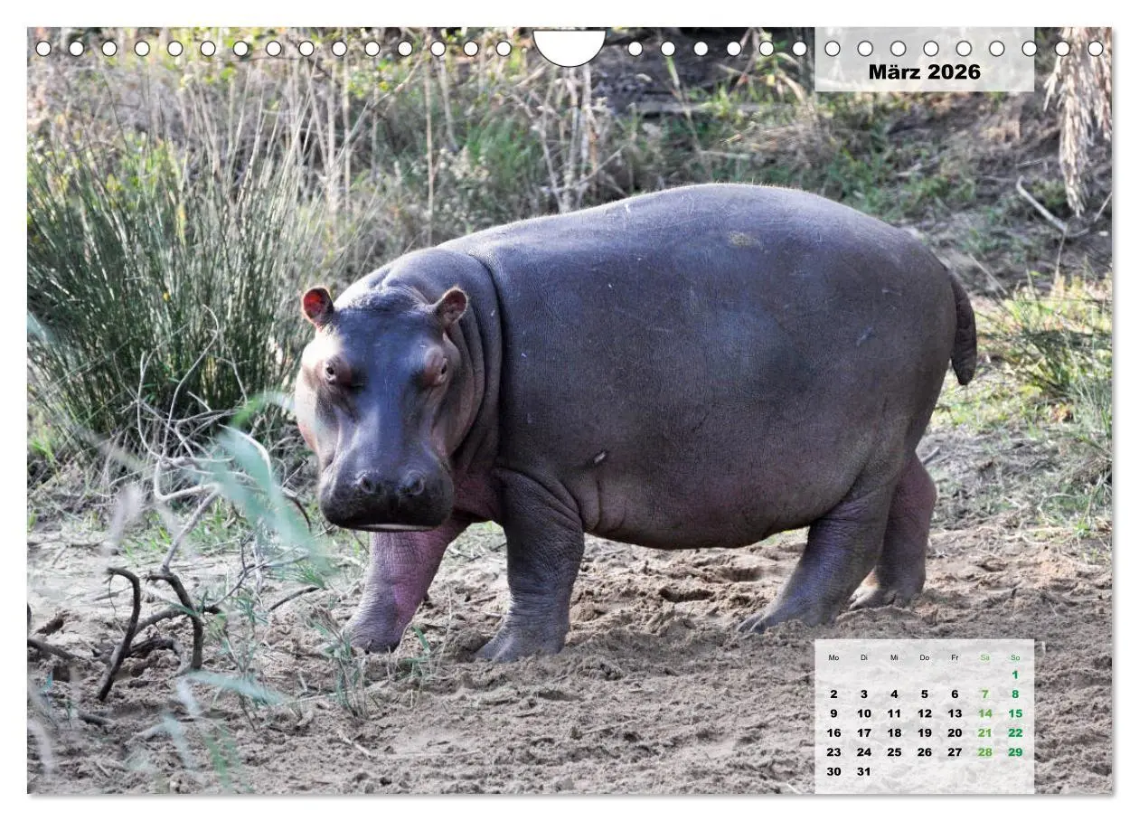 Bild: 9783457834442 | Nilpferde, Kolosse im Wasser (Wandkalender 2026 DIN A4 quer),...