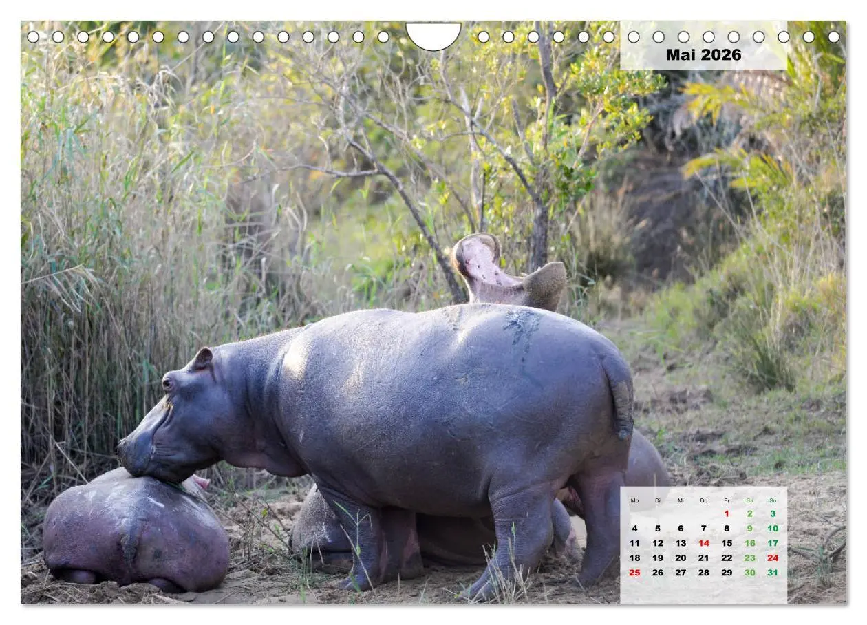 Bild: 9783457834442 | Nilpferde, Kolosse im Wasser (Wandkalender 2026 DIN A4 quer),...