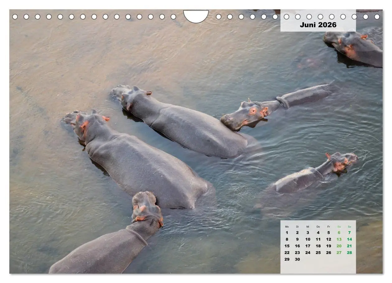 Bild: 9783457834442 | Nilpferde, Kolosse im Wasser (Wandkalender 2026 DIN A4 quer),...