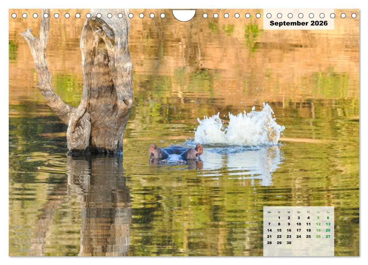 Bild: 9783457834442 | Nilpferde, Kolosse im Wasser (Wandkalender 2026 DIN A4 quer),...